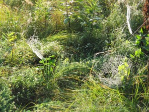 Webs in the Field
